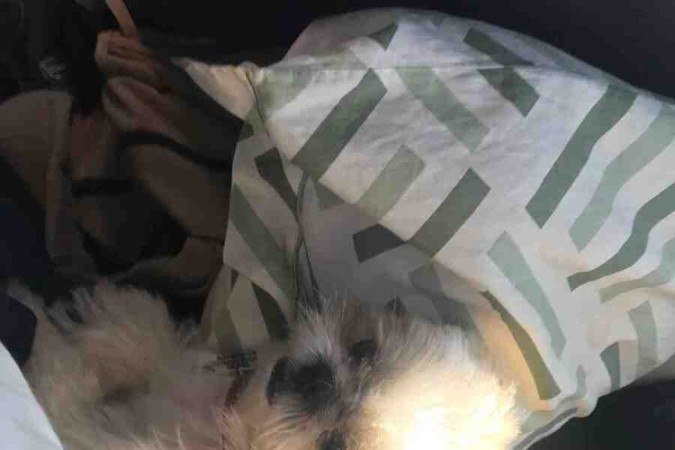 Cachorros Loki e Thor, da tutora Mariana Pedroso.