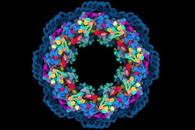 estrutura detalhada da montagem de 30 proteínas diferentes, obtida pelo progama AlphaFold2, da DeepMind