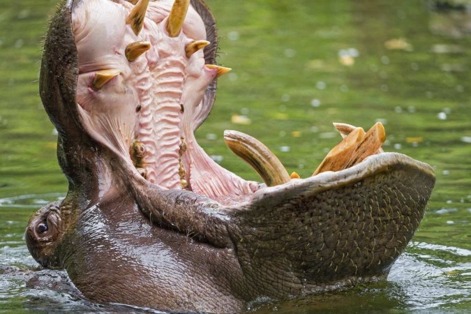 Un niño de dos años fue parcialmente tragado por un hipopótamo en Uganda