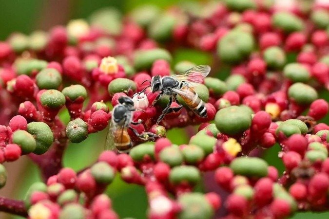 Vespas se alimentam de botões de flores no Garden by the Bay, em Cingapura - (crédito: Roslan RAHMAN / AFP) Vespas se alimentam de botões de flores no Garden by the Bay, em Cingapura - (crédito: Roslan RAHMAN / AFP)