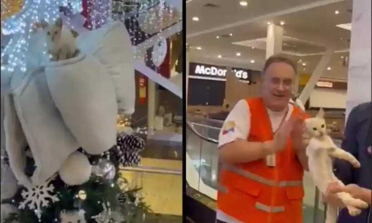 Gato escala em árvore de Natal e vídeo do resgate viraliza