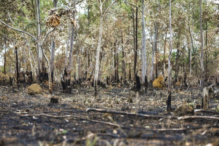 Incêndios florestais aumentam na Amazônia após novo Código Florestal