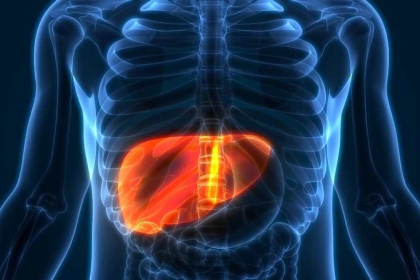 Acúmulo de gordura no fígado pode inflamar o cérebro, diz estudo 