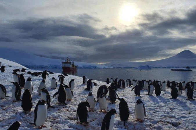 Pinguins-gentoo são terceira maior espécie de pinguins, depois dos pinguins-imperadores e pinguins-rei -  (crédito: MAIRI HILTON/UKAHT)