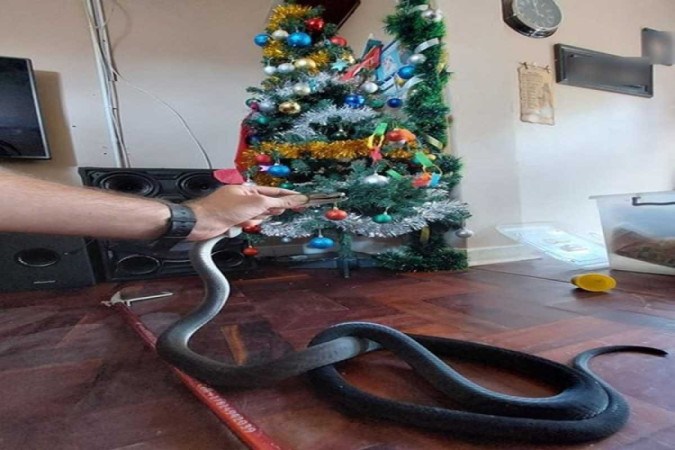 A two-meter black mamba snake trying to hide in a Christmas tree