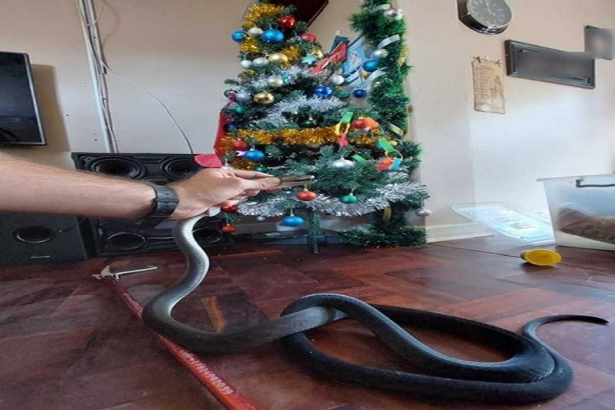 Cobra Mamba-negra de 2 metros tenta se esconder em árvore de Natal Cobra Mamba-negra de 2 metros tenta se esconder em árvore de Natal