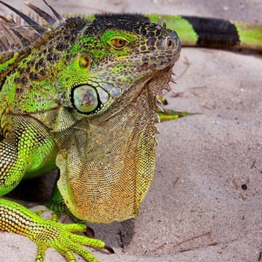 O fenômeno que explica por que iguanas estão caindo das árvores no sul da  Flórida