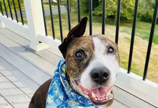 Reprodução/Instagram (@happily.furever.after.rescue)