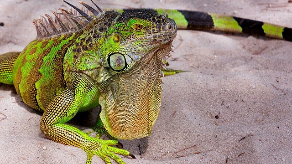 O fenômeno que explica por que iguanas estão caindo das árvores no sul da Flórida