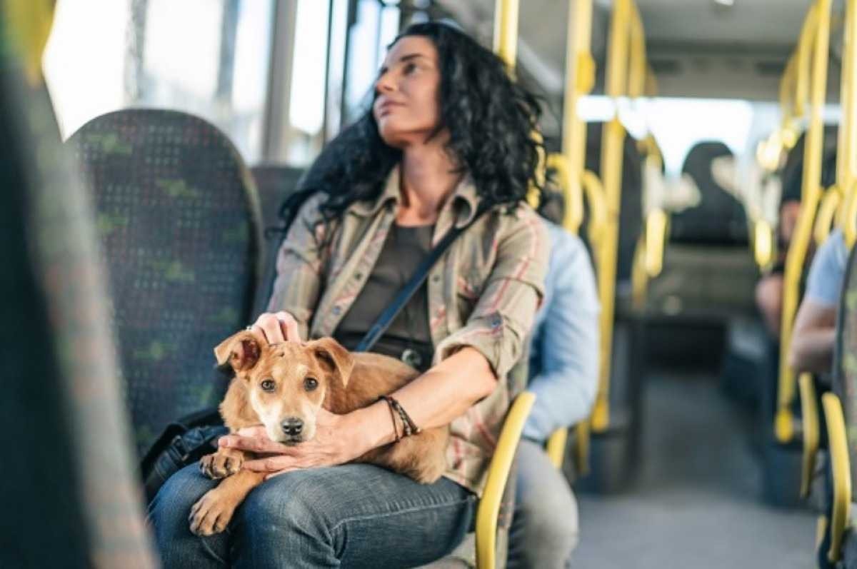 Pets com coleira e guia agora podem ser levados em ônibus e metrô no DF