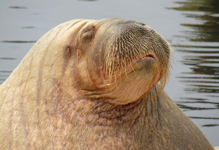 Cidade cancela réveillon por causa de morsa; animal se masturba durante  festa