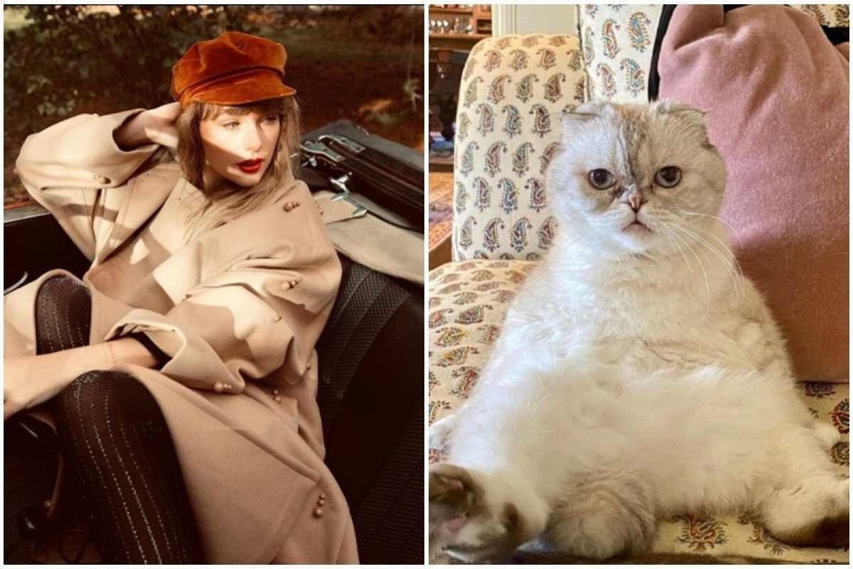 Cães, gatos e ovelhas giram 360º ao som de Taylor Swift; conheça