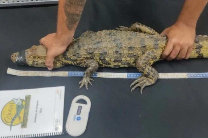 (crédito: Divulgação/Projeto Caiman) (crédito: Divulgação/Projeto Caiman)