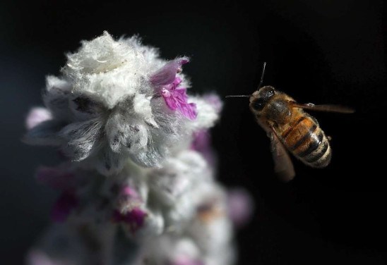 Justin Sullivan/Getty Images/AFP