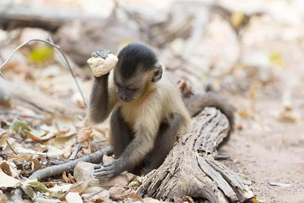 Estudo que nega presença humana na Pedra Furada é inválido, diz arqueólogo