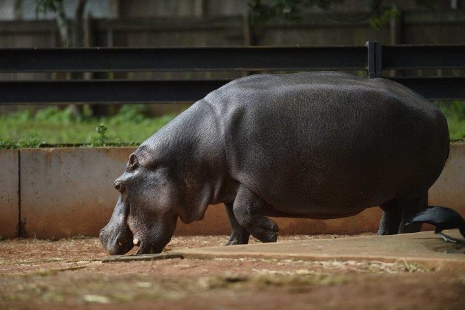 O zoo da capital tem uma área de 1,4 milhão de metros quadrados — o equivalente a 140 campos de futebol