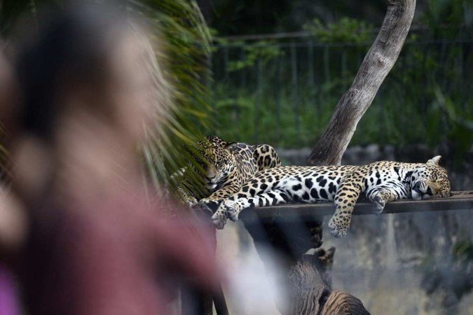  06/01/2023. Crédito: Minervino Júnior/CB/D.A Press. Brasil.  Brasilia - DF. Férias no Zoológico de Brasília. Onça Pintada.