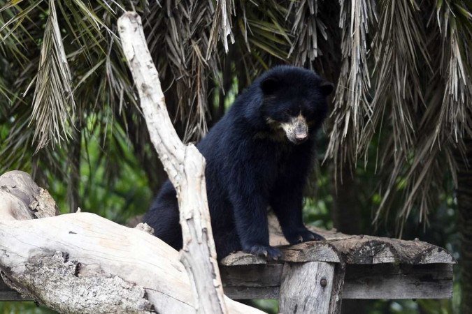 06/01/2023. Crédito: Minervino Júnior/CB/D.A Press. Brasil.  Brasilia - DF. Férias no Zoológico de Brasília. Urso Negro.