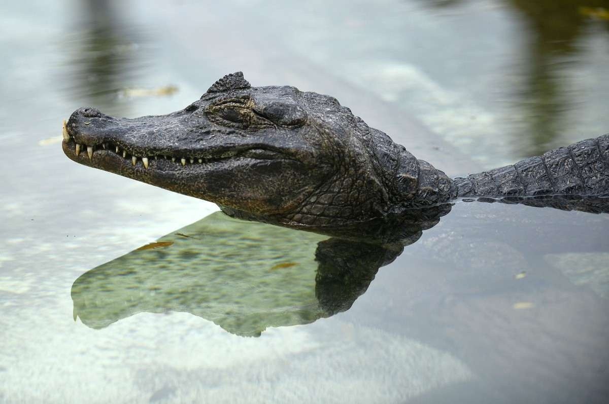 Mulher é mordida na cabeça por jacaré enquanto mergulhava, nos EUA