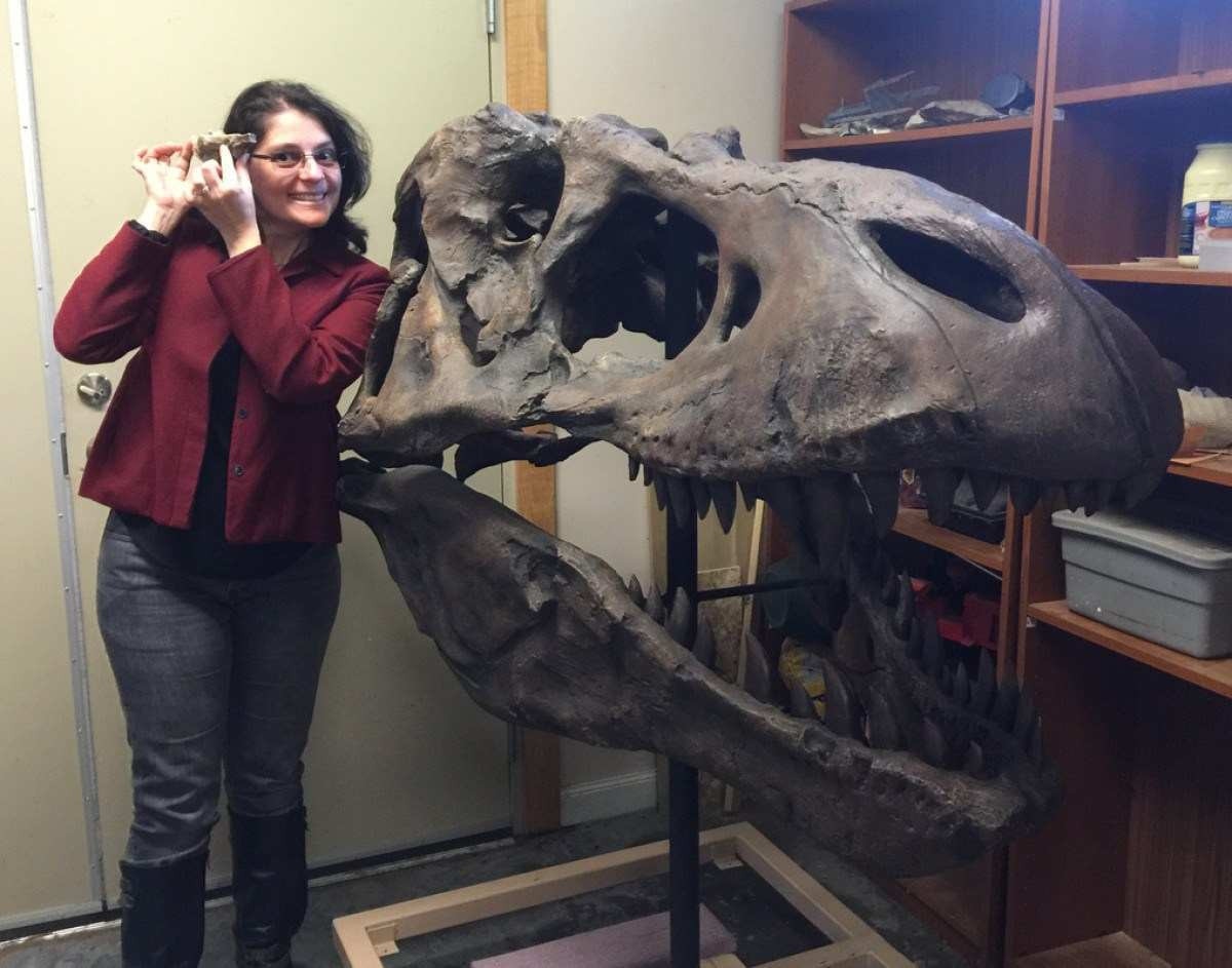 La neurocientífica Susana Herculano Hozelle, responsable del hallazgo, junto a un fósil de tamaño natural de la cabeza de un Tyrannosaurus rex, en el Stone Age Institute de Indiana, durante una visita en 2017. En manos de la especialista se encuentra una copia de la cavidad cerebral del animal, que alberga el mismo número de neuronas que el babuino moderno