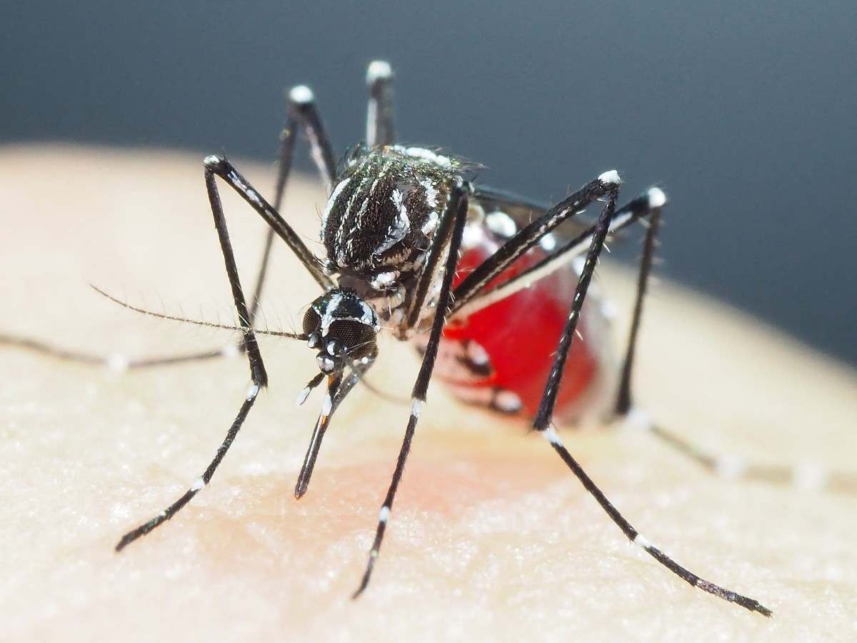 Dengue: Distrito Federal terá Plano de Enfrentamento à doença