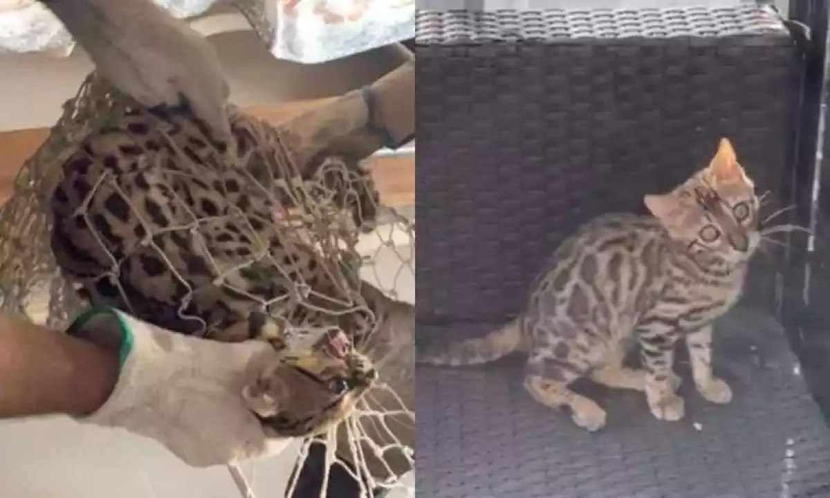 Gato selvagem é confundido com onça e é solto em mata na Grande BH