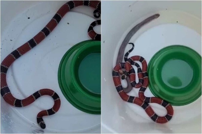 Serpente corre risco de ser sacrificada no DF por falta de soro no