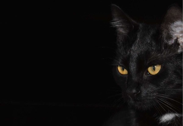 A relação do gato preto com azar é apenas uma superstição. Animais não devem ser maltratados em nenhuma situação. 
