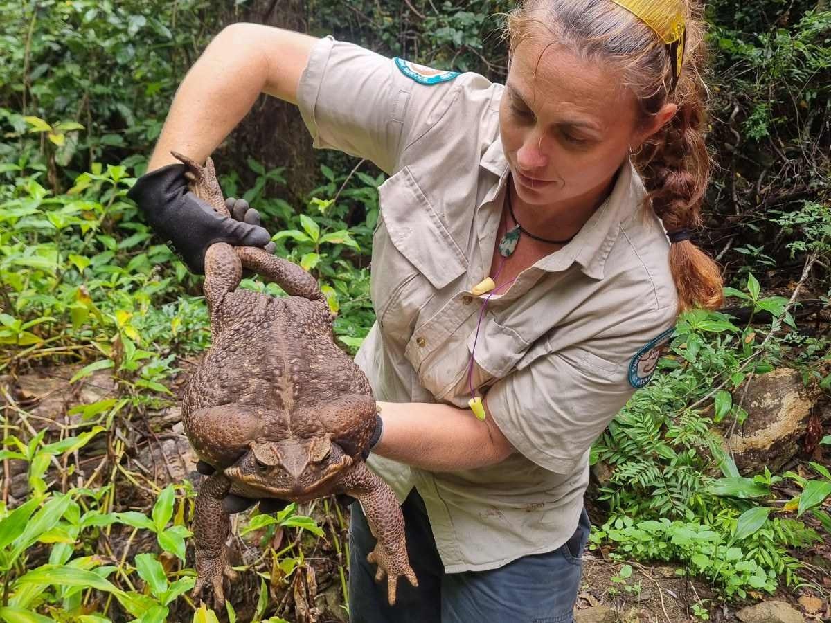 Sapo gigante de 2,7 kg é encontrado em parque na Austrália