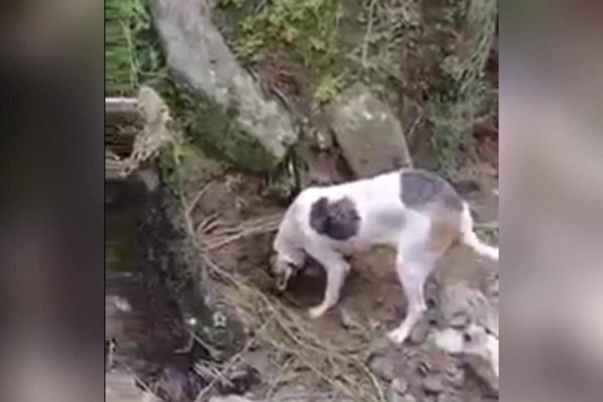 Cachorra mostra para bombeiros onde dono estava soterrado após chuva em SC