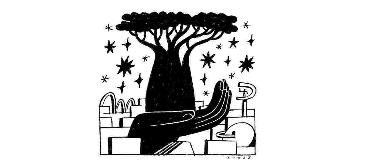 Artigo: Os baobás de Brasília são sementes da herança africana