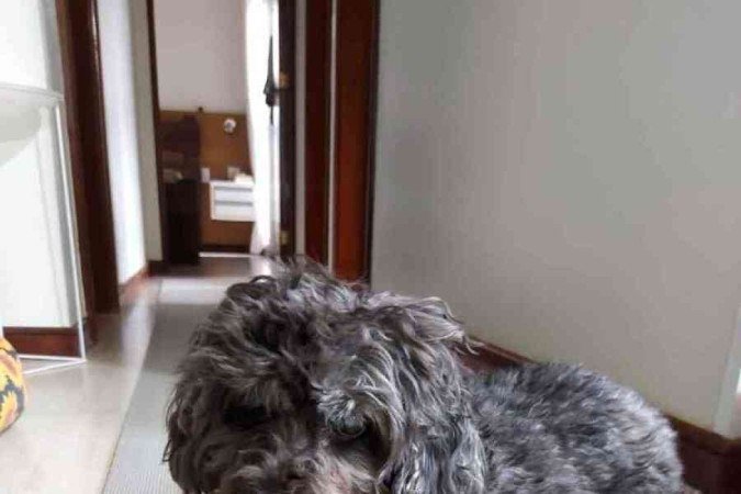 Cadela Tuka, de 13 anos, que vive com a síndrome de cushing.