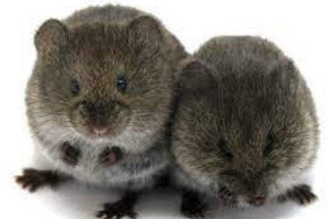  (crédito: Nastacia Goodwin/Divulgação)