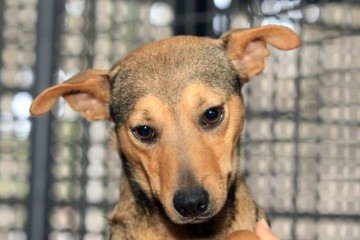 Projeto de lei encaminhado à CLDF prevê auxílio financeiro, cadastro de animais e ações de bem-estar animal
 -  (crédito: Sandro Araújo-Agencia Saúde-DF)