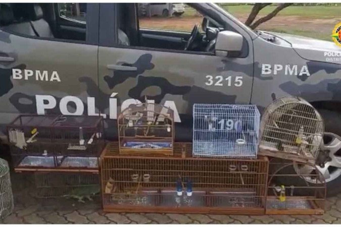 Além dos pássaros, oito gaiolas foram apreendidas pelos policiais. -  (crédito: Divulgação/PMDF)