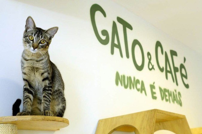 Betina Cat Café