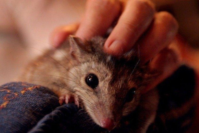 Os quolls-setentrionais são uma espécie de marsupial que só existe na Austrália - 