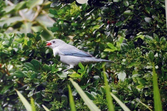  03/02/2023 Credito: Ed Alves/CB/DA.Press. Cidades. Calendario com fotos de Passaros do Fotografo Astral Melo. 