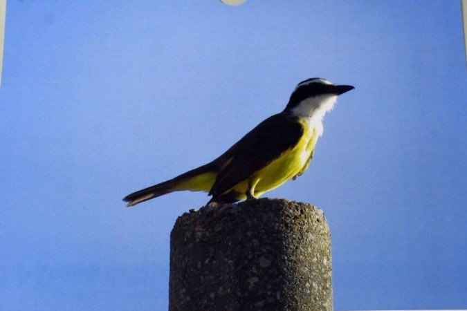 Espécies de pássaros fizeram pose e entraram na edição do livro
