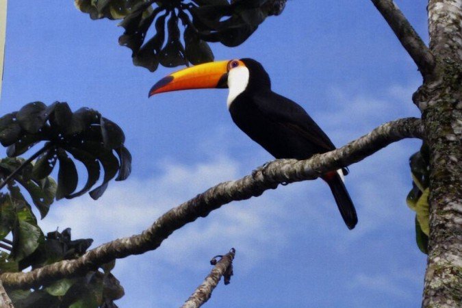  03/02/2023 Credito: Ed Alves/CB/DA.Press. Cidades. Calendario com fotos de Passaros do Fotografo Astral Melo. 