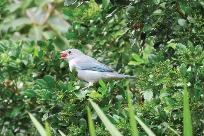 A sorte de capturar a imagem um Sanhaço-cinzento 