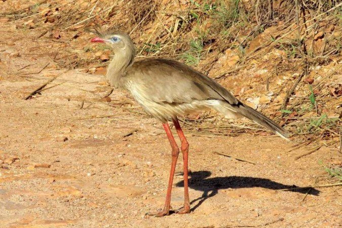 Dificuldades: a Siriema corre ao menor sinal de perigo