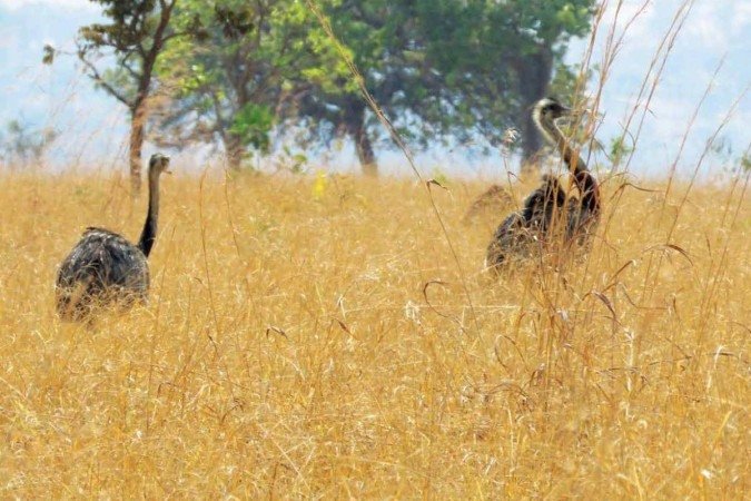 Momento de emoção para registrar as emas juntas