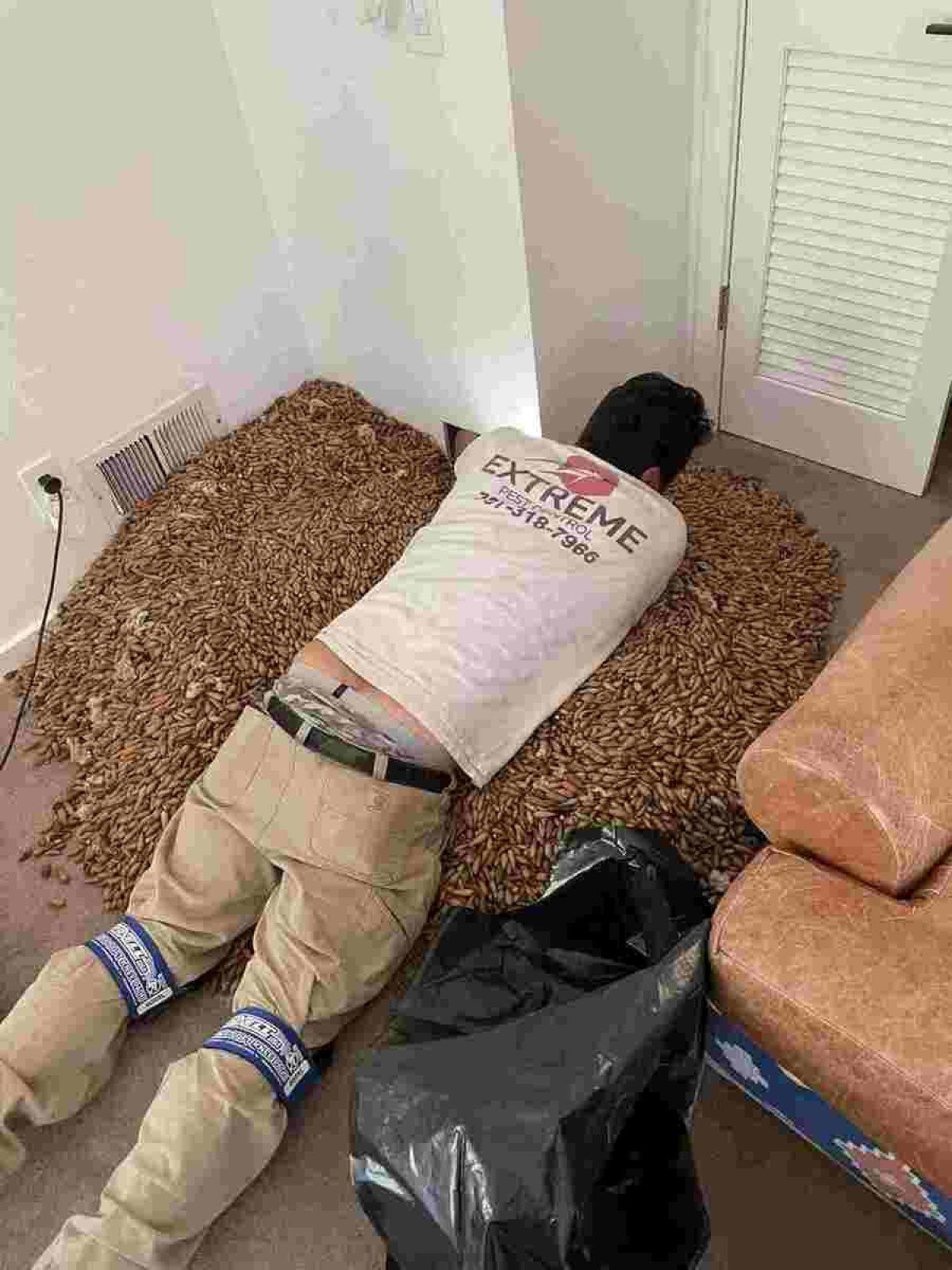 O pássaro Acorn Woodpecker é capaz de guardar mais de 60 mil sementes em uma única árvore.
