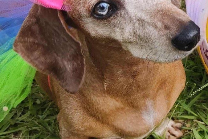 Laila, 8 anos, cadelinha de Tamires Rodrigues, foi ao Carnaxixa 2023 vestida de bailarina 

