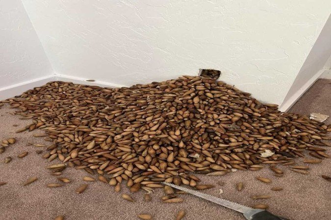 Pica-pau acumulou cerca de 318 quilos de frutos - (crédito: Reprodução/Facebook/Nick's Extreme Pest Control) Pica-pau acumulou cerca de 318 quilos de frutos - (crédito: Reprodução/Facebook/Nick's Extreme Pest Control)