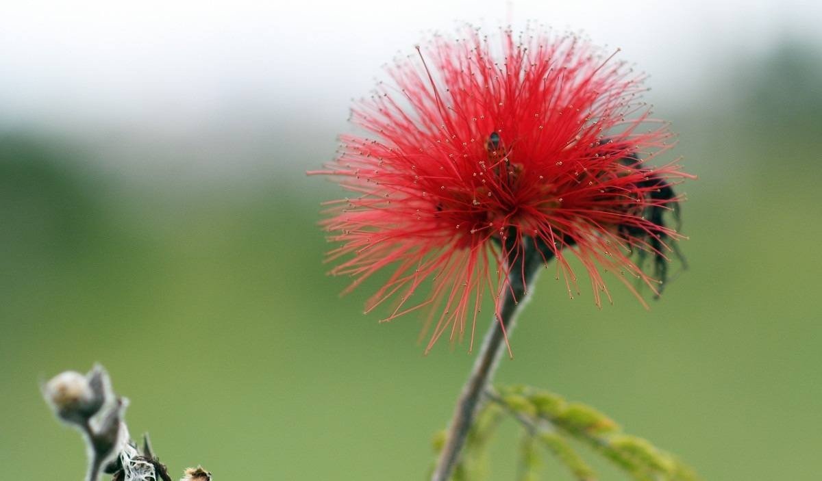  08/02/2023 Credito: Ed Alves/CB/DA.Press. Cidades Parque ecológico do Areal sobre flores ameaçadas de extinção do Cerrado. O ecologista Nicolas Behr, mostra as flores e plantas. 