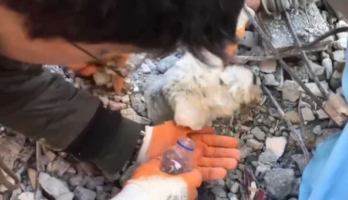 Após 4 dias, cachorro é encontrado com vida entre escombros na Turquia; vídeo