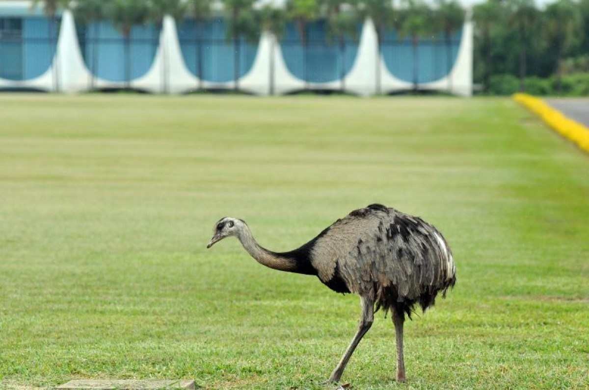 Emas da Presidência morrem; governo envia aves para exames no zoo