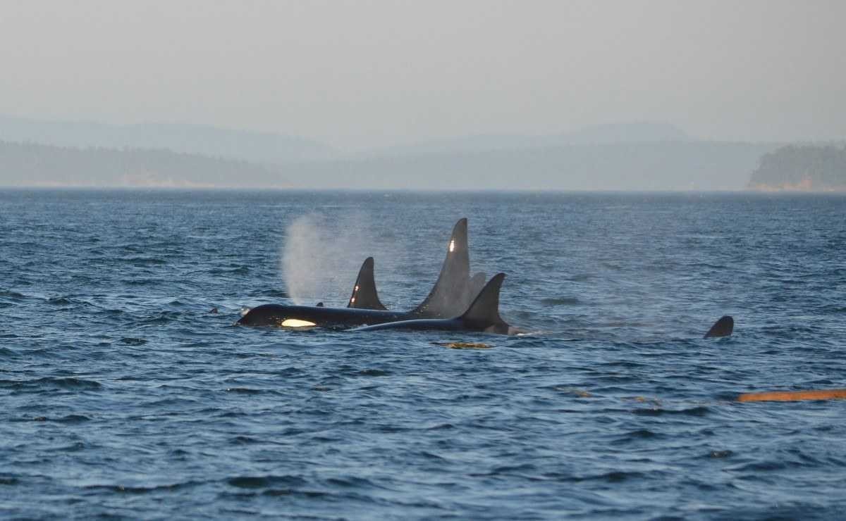 Mães orcas se sacrificam pelos filhos a vida toda, revelam cientistas 